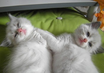 chatons blue bicolour - 2 frères - Chatterie Ragdolls du Val de Beauvoir